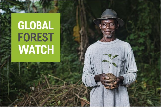 global forest watch