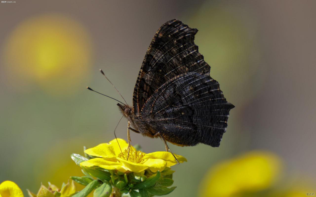 Las alas de la mariposa negra tienen el secreto para mejorar las células  solares