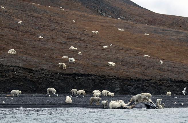 osos polares en una isla