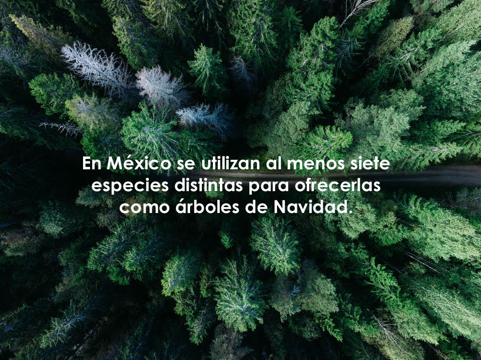 venta de árboles de navidad en méxico