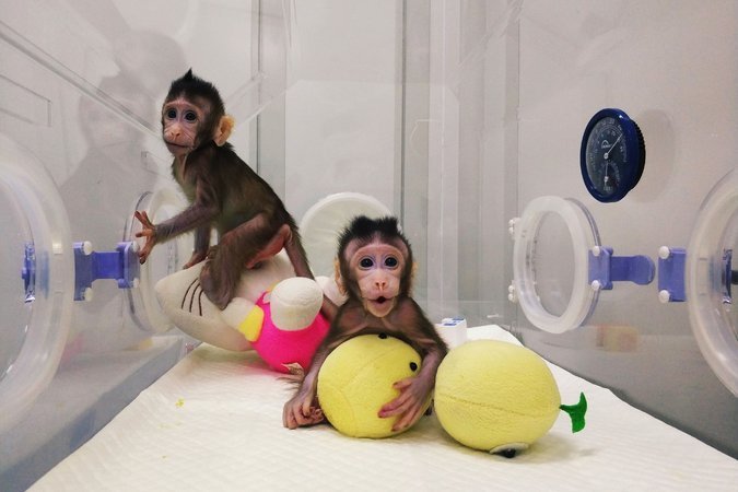 clonación de monos en China genes