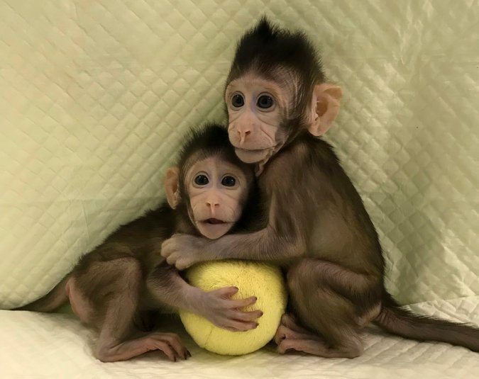 clonación de monos 