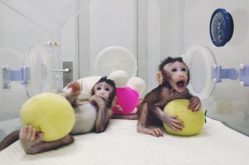 clonación de monos en China