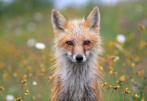 Concurso de fotografía de The Nature Conservancy 2018