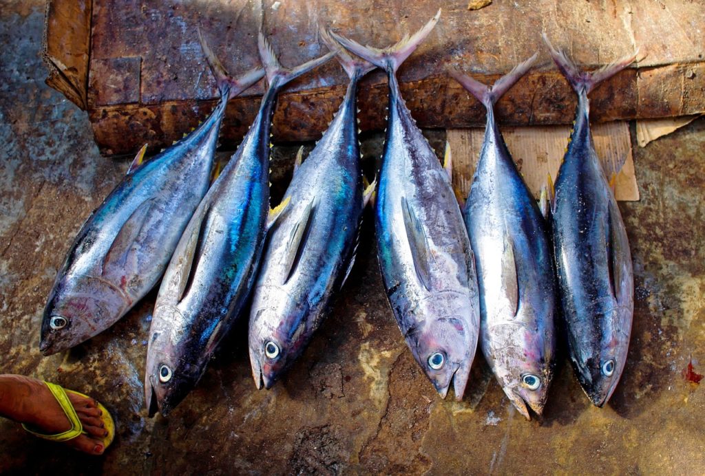 atatun-pesca-indiscriminada-extincion-tuna