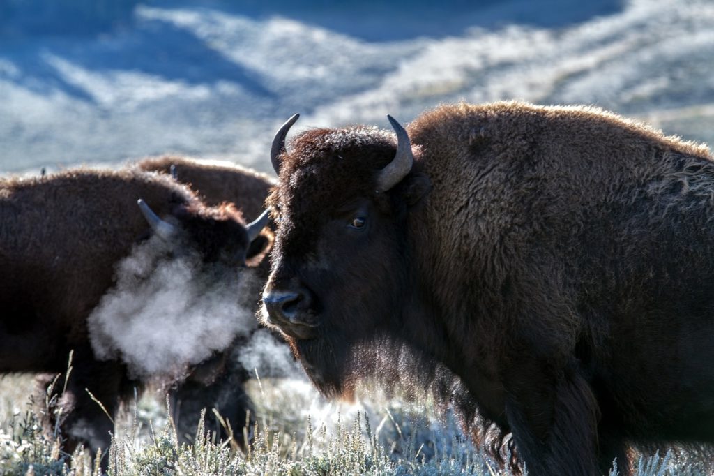 buffalo-bisonte-americano-exterminio-caza-indiscriminada