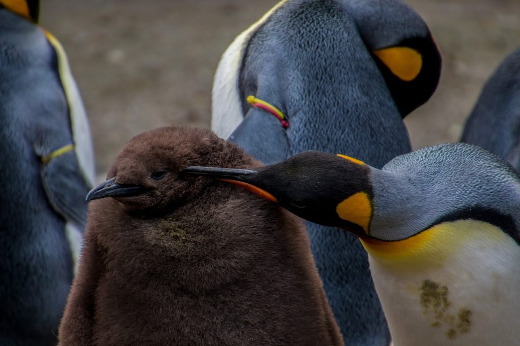 la-marcha-de-los-pinguinos-netflix