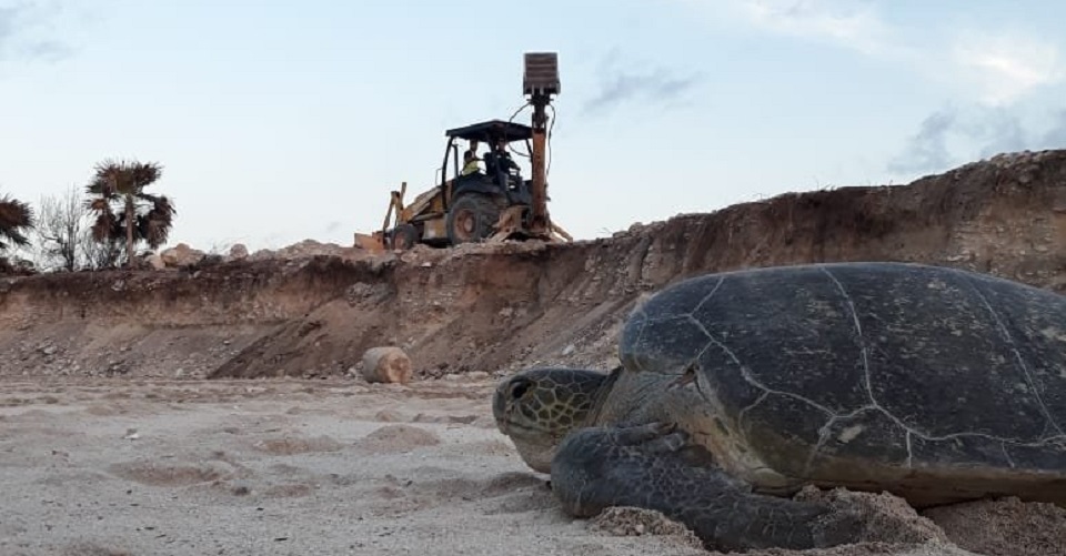 Proyecto-hotelero-destruye-habitat-tortugas-marinas