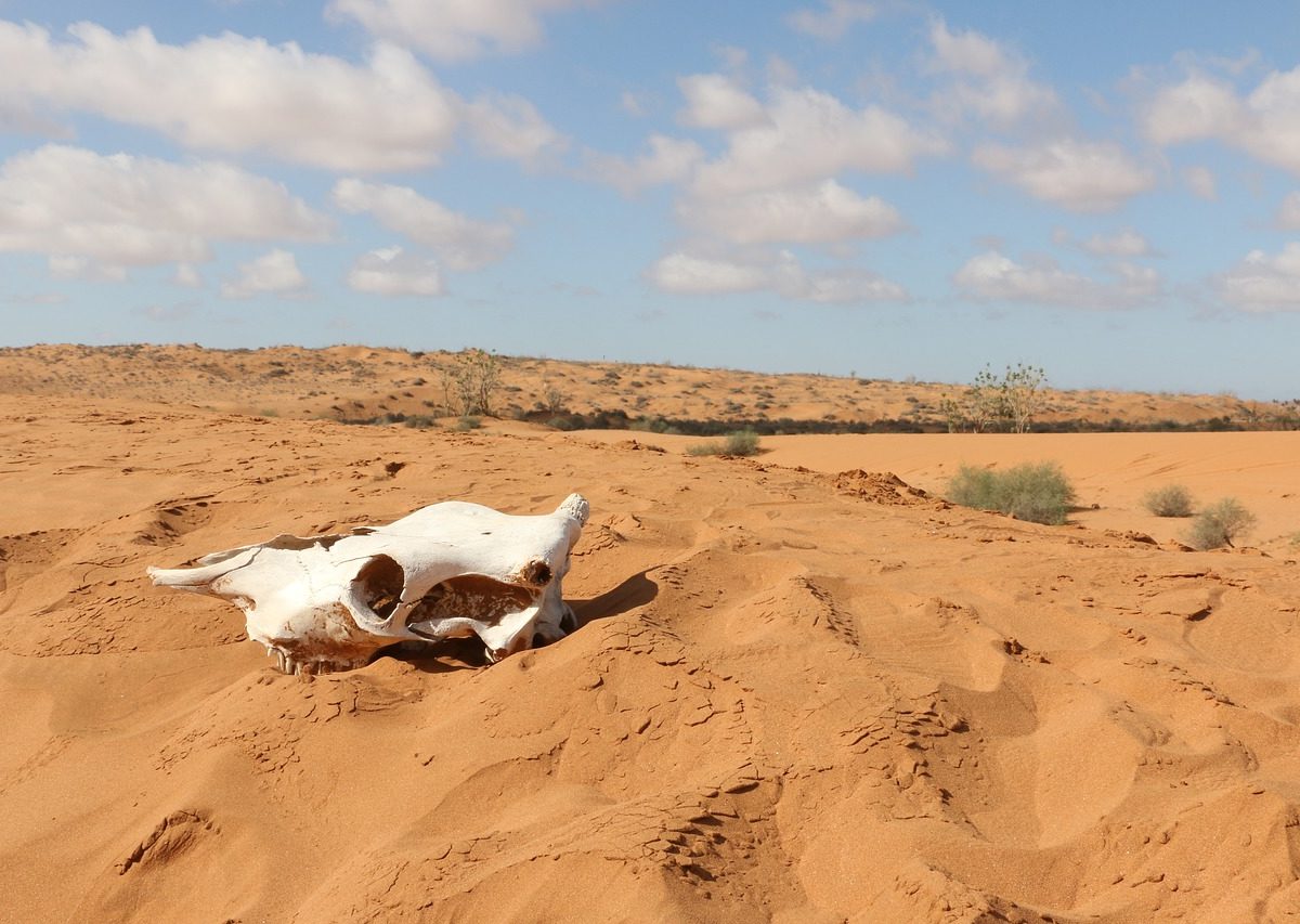 Sahara-crimenes-de-gerra-contra-el-medio-ambiente