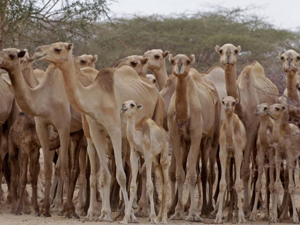 seres-humanos-exterminan-camellos-en-australia