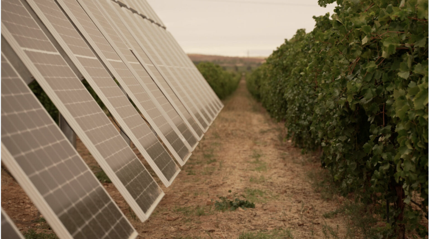 agricultura vinicola energia solar