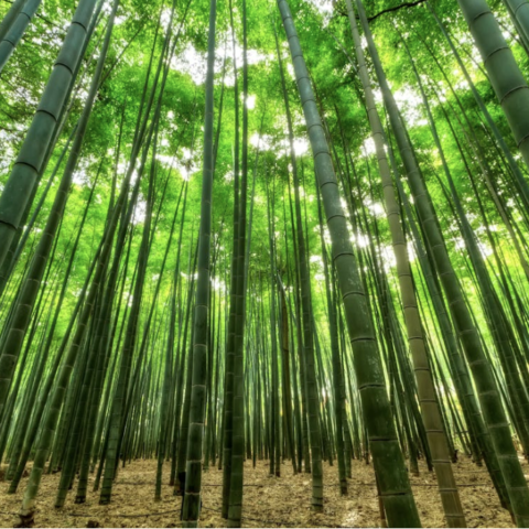 potencial alimenticio del bambu