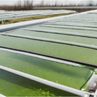 Paneles solares verdes algas