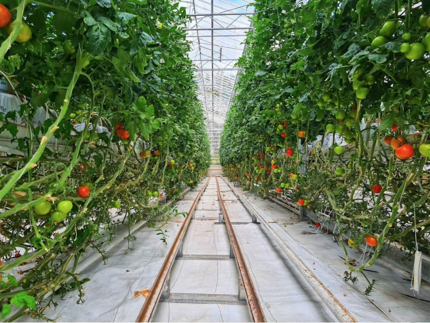 paneles solares instalados en cultivos