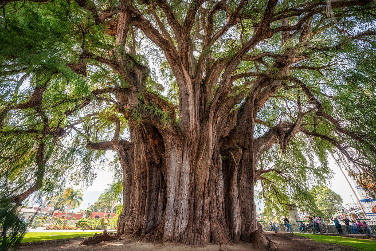 10 increíbles beneficios de los árboles | GreenDates
