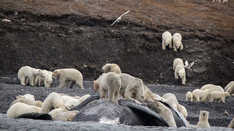 osos polares en el ártico