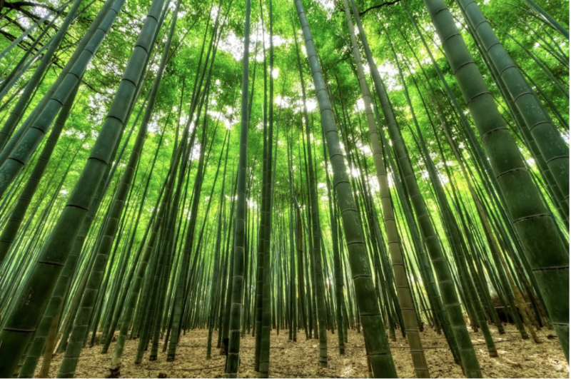 potencial alimenticio del bambu