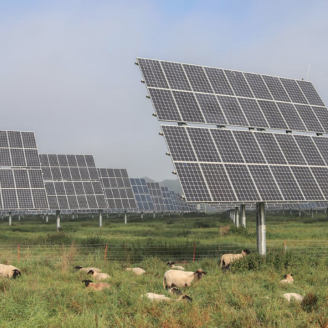 campo Puebla paneles solares