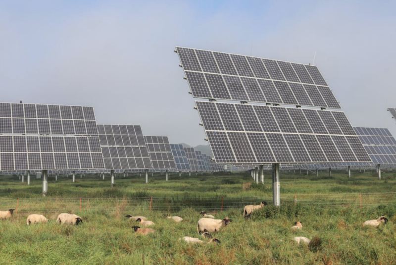 campo Puebla paneles solares